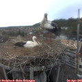 17_15-nest.jpg