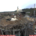 17_20-nest.jpg