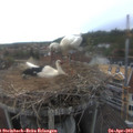 17_25-nest.jpg
