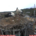 17_30-nest.jpg