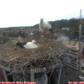 17_35-nest.jpg
