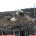 17_40-nest.jpg