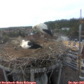 17_50-nest.jpg
