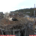 17_55-nest.jpg