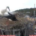 18_00-nest.jpg