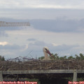 18_10-mast.jpg