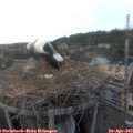 18_10-nest.jpg
