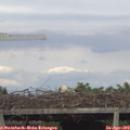 18_15-mast.jpg