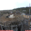 18_15-nest.jpg