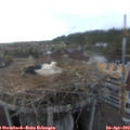 18_20-nest.jpg
