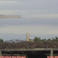 18_25-mast.jpg