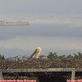 18_30-mast.jpg