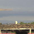 18_35-mast.jpg