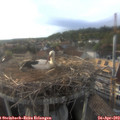 18_35-nest.jpg