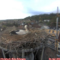 18_40-nest.jpg