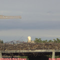 18_45-mast.jpg