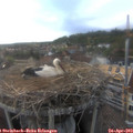 18_45-nest.jpg