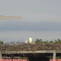 18_50-mast.jpg