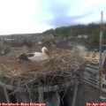 18_50-nest.jpg