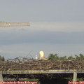 18_55-mast.jpg