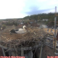 18_55-nest.jpg