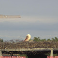 19_00-mast.jpg