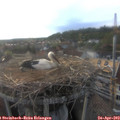 19_00-nest.jpg