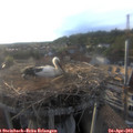 19_05-nest.jpg