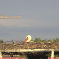 19_10-mast.jpg