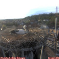 19_10-nest.jpg
