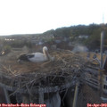 19_15-nest.jpg