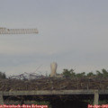 19_20-mast.jpg