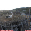 19_20-nest.jpg
