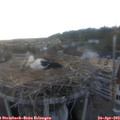 19_25-nest.jpg