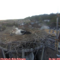 19_30-nest.jpg