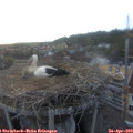 19_40-nest.jpg