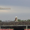 19_45-mast.jpg