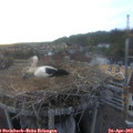 19_45-nest.jpg