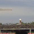 19_50-mast.jpg