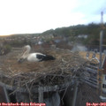 19_50-nest.jpg