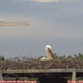 19_55-mast.jpg