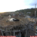 19_55-nest.jpg