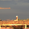 20_00-mast.jpg