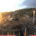 20_00-nest.jpg