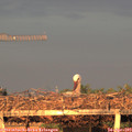 20_05-mast.jpg