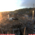 20_05-nest.jpg