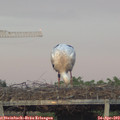 20_10-mast.jpg