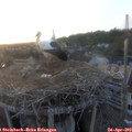 20_10-nest.jpg