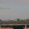 20_15-mast.jpg