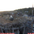20_15-nest.jpg
